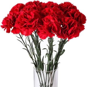 Antalya Florist - Carnations